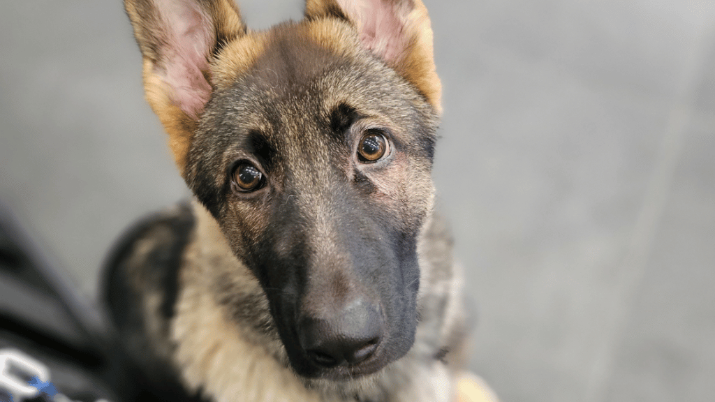 Vet reminding parent of a warm bath to help pet with itchy skin—a gentle home remedy for winter itchiness caused by allergens like dust mites, indoor plants, and heating-related dryness.