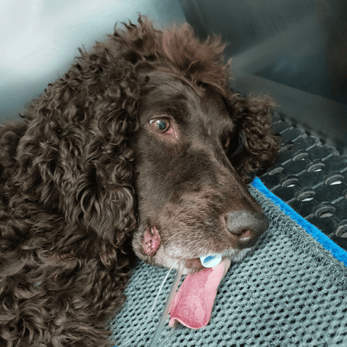 dog tooth extraction