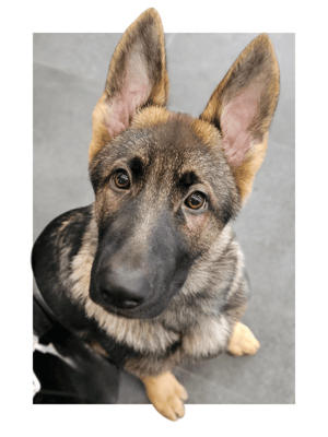 German Shepherd Puppy