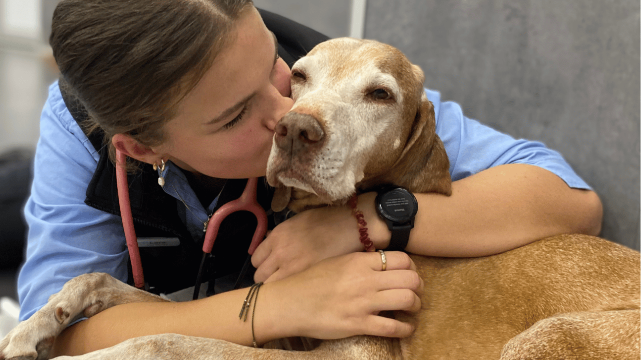 Happy reunion between a lost pet and their family 