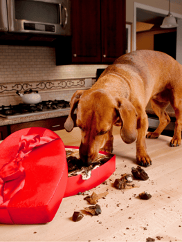 Dogs and Chocolate