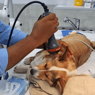 Otoscopy For Dogs