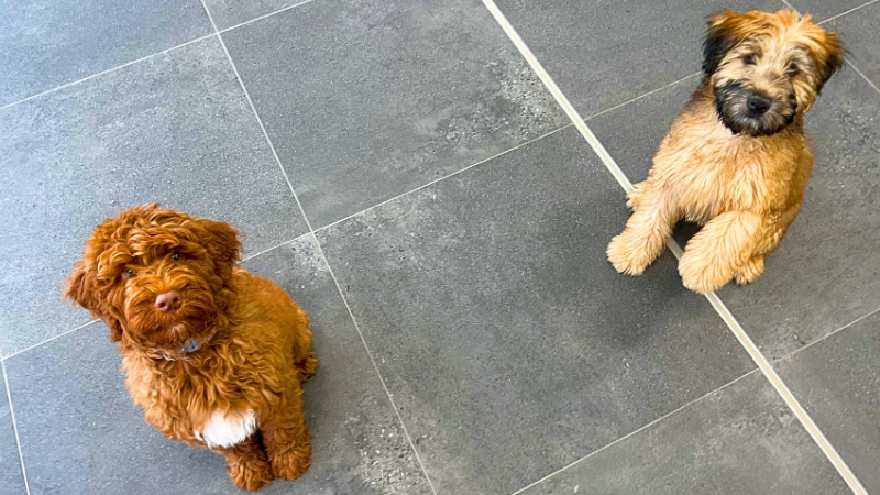Two happy dogs sitting together—year-round flea and tick prevention keeps them protected, playful, and parasite-free.