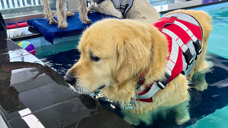 Australian beach days can turn risky for dogs. Learn how to prevent salt poisoning, heatstroke, and injuries before they start.