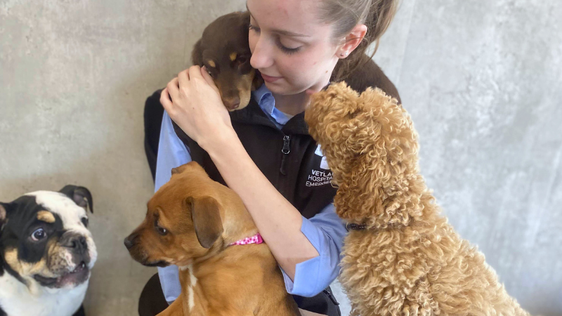 Beach days with your dog should be safe. Vetland Hospital & Emergency shares essential safety tips to protect pets from saltwater, heat, and other hidden hazards.