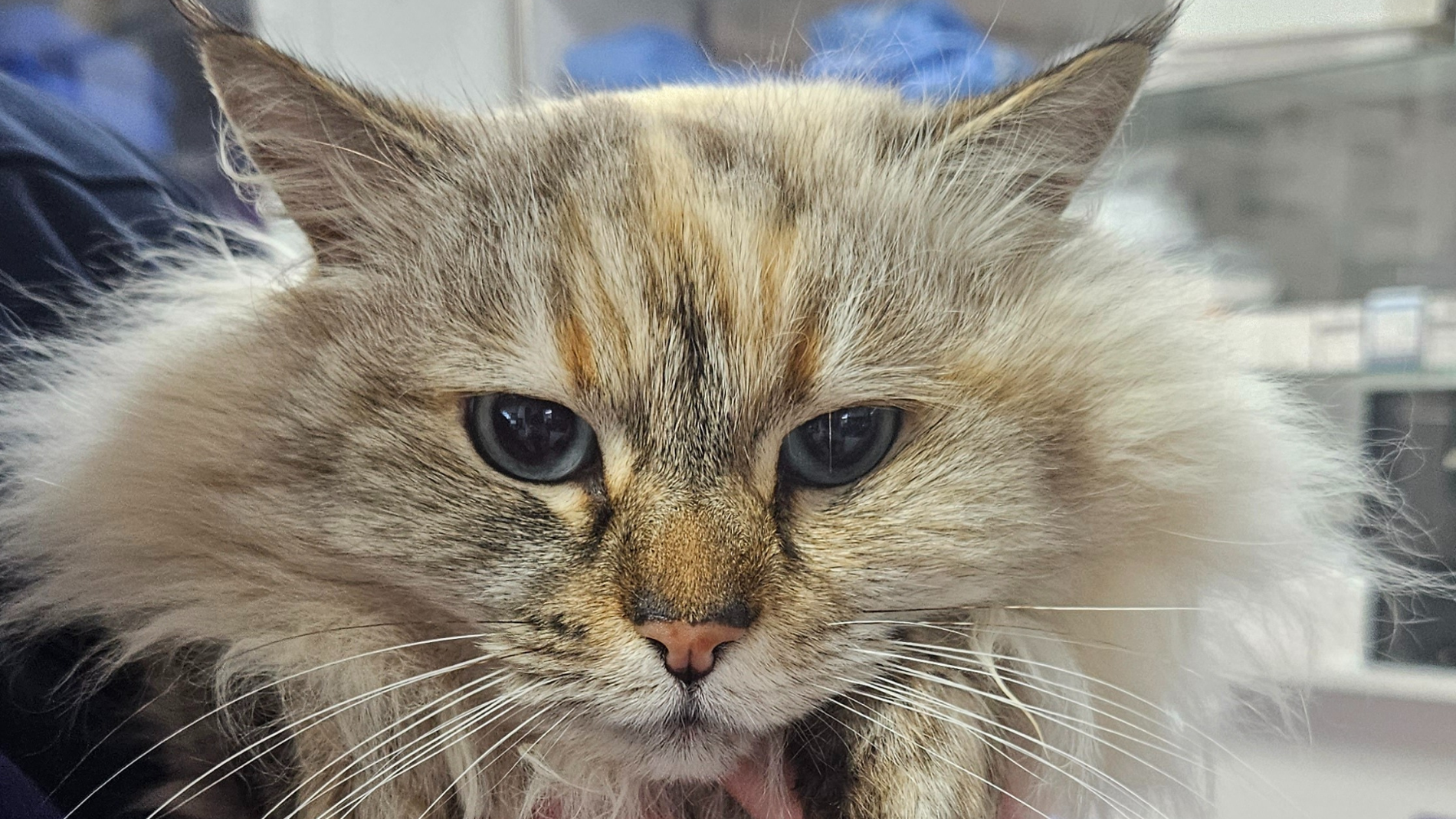A vet nurse preparing a senior pet for a routine blood test, including annual vaccinations, supporting early detection of kidney, liver, and thyroid issues.