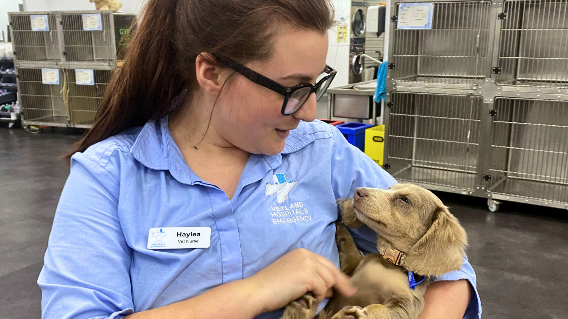 A vet nurse preparing a senior pet for a routine blood test, including annual vaccinations, supporting early detection of kidney, liver, and thyroid issues.