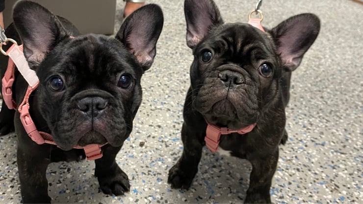 Pug cooling on a mat inside an air-conditioned home to prevent BOAS-related heatstroke, highlighting vet-recommended safety for flat-faced dogs in the Australian summer.