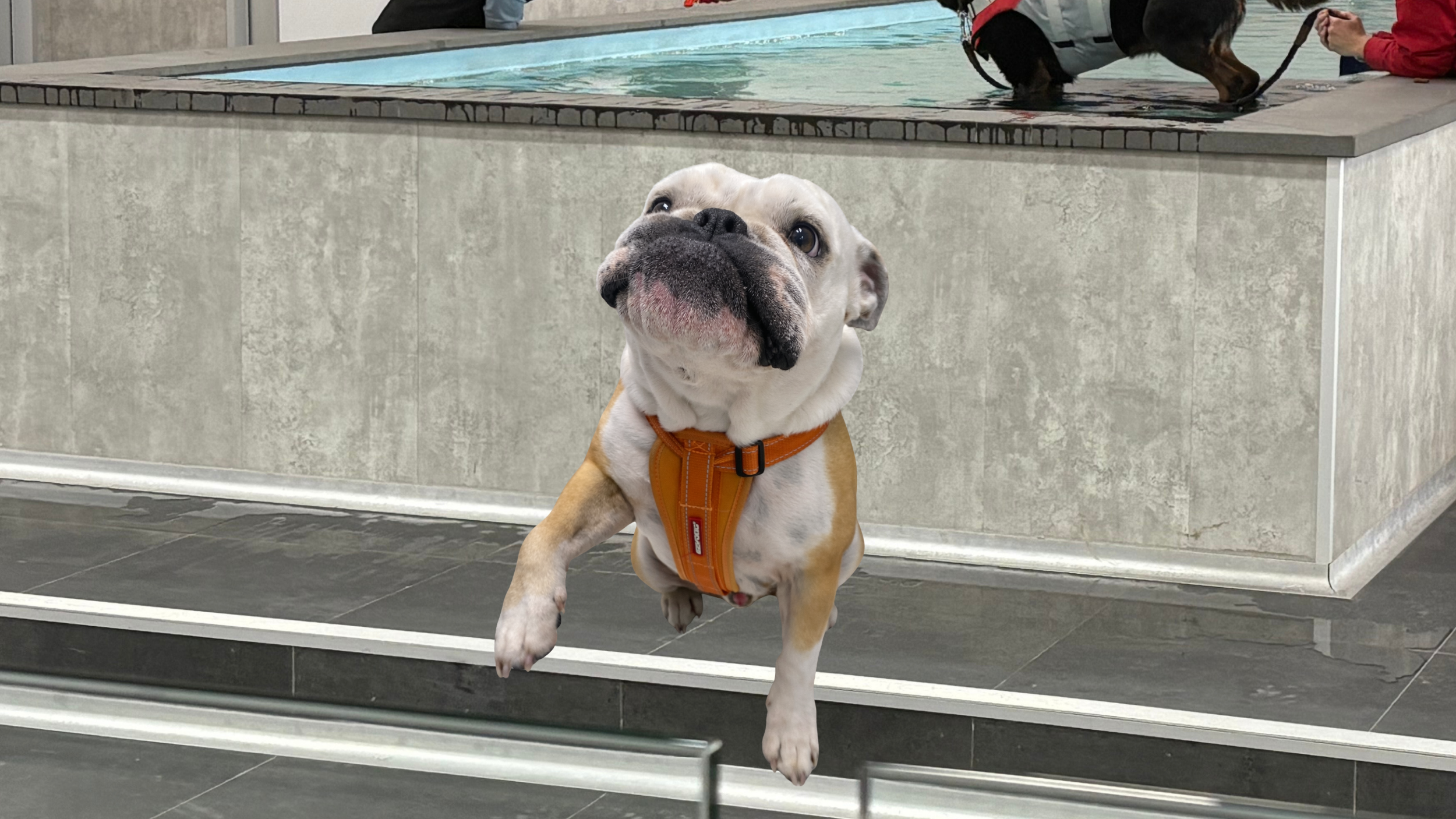 Flat-faced dog with short muzzle resting indoors under air-conditioning during the Australian summer, showing safe BOAS care and prevention of heatstroke in dogs.