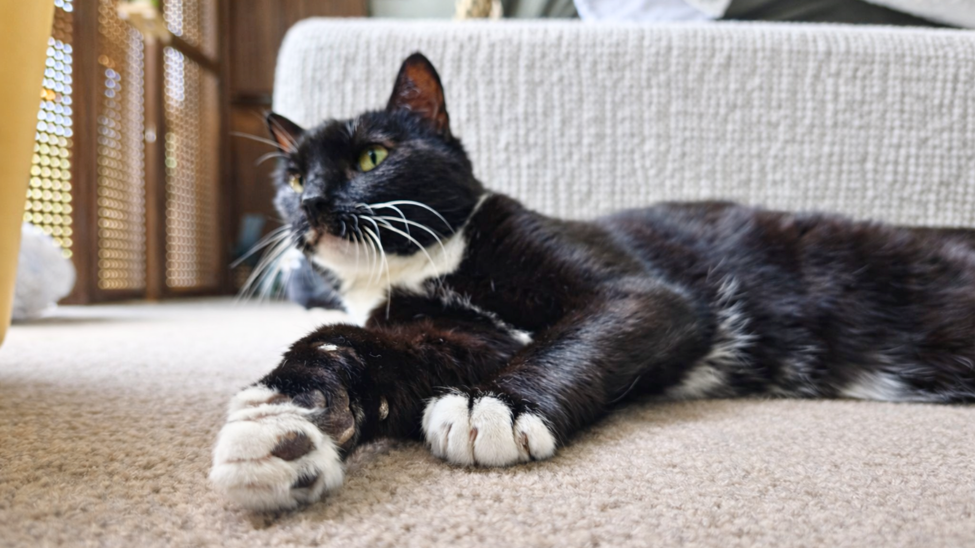 Former stray cat adopted by veterinarian Dr Xanthea Pierre, now thriving under her care—showcasing her passion for animal rescue, rehabilitation, and second chances.