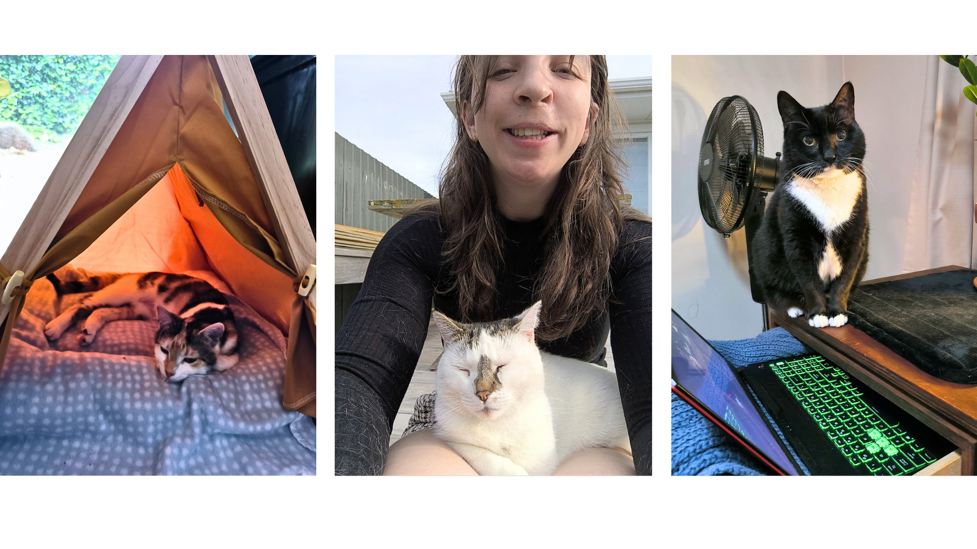 Dr Xanthea’s playful six-month-old kitten exploring curiously, capturing her dedication to feline health, behaviour, and lifelong pet wellbeing.