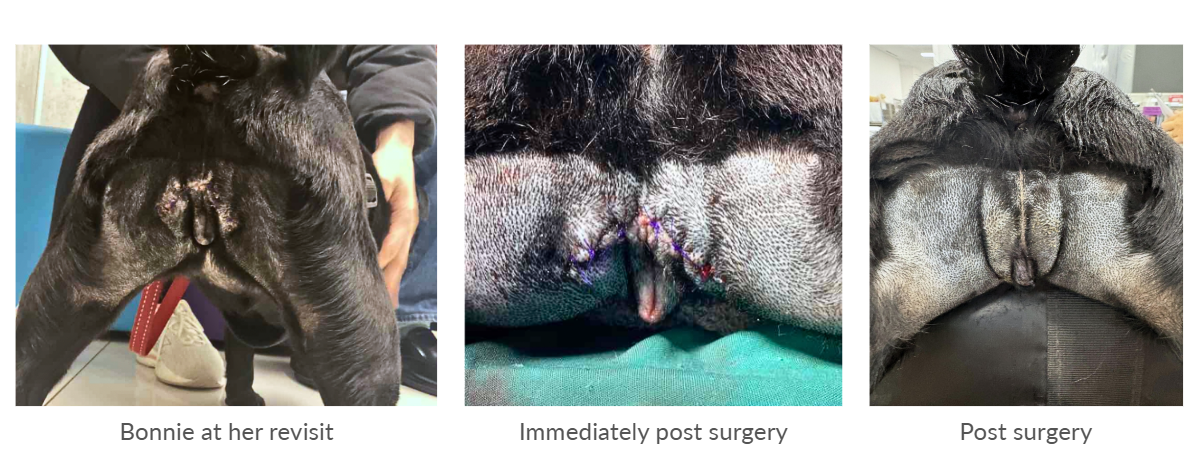 Bonnie’s Nip-tuck 4