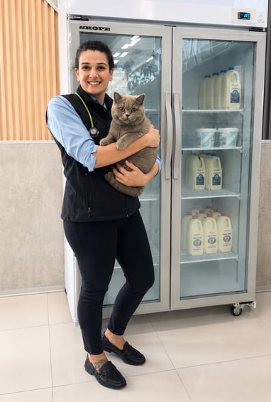Veterinarian examining a blocked male cat showing signs of feline urethral obstruction and urinary distress at Vetland Hospital &amp; Emergency.