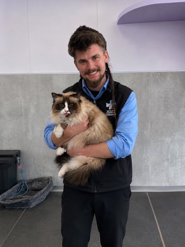 Emergency veterinary care for male cat urinary blockage, highlighting life-threatening feline urethral obstruction and urgent catheter treatment.
