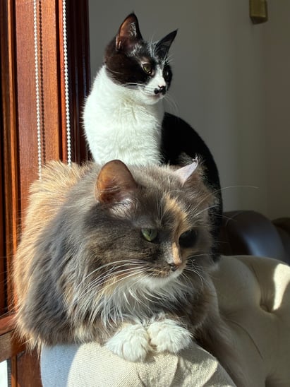 Senior cats having annual blood tests at the vet to check kidney, liver and red blood cell health before hidden illness causes visible symptoms.