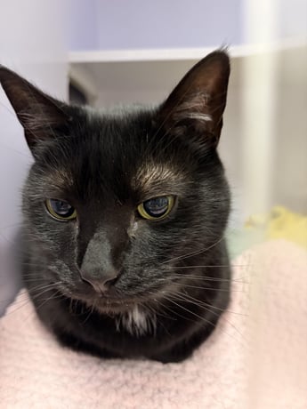 Healthy-looking cat attending a veterinary check-up where annual blood tests can uncover silent changes that may not yet cause obvious signs at home.
