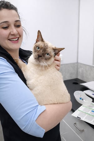 Cat dental care guide for pet parents, highlighting daily brushing, proper diets, dental treats, and when to seek veterinary dental treatment.