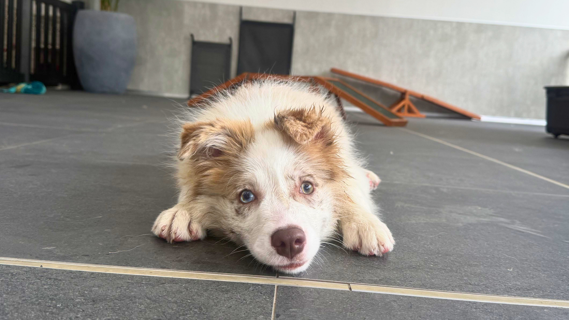 Vet carefully checking a dog’s mouth during a dental exam to uncover hidden pain, supporting early diagnosis and helping pets return to comfortable eating and happy lives.