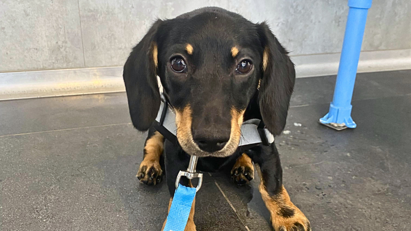 Dachshund sniffing near food at home, highlighting common pet poisoning risks and why curious dogs may need urgent veterinary care after eating toxins.