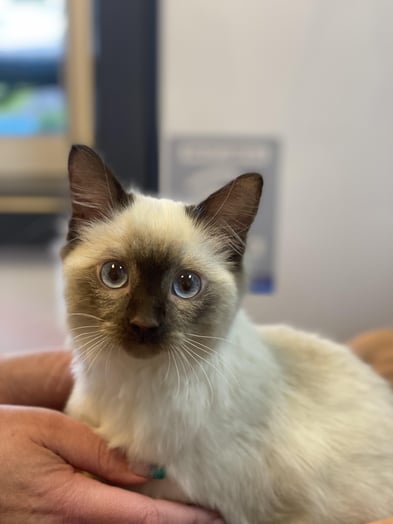 Blue-eyed Ragdoll cat resting calmly during a veterinary visit, highlighting regular heart checks and early monitoring for hypertrophic cardiomyopathy and other breed-related health concerns.
