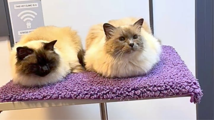 Fluffy Ragdoll cat with striking blue eyes relaxing comfortably, highlighting Ragdoll cat health, healthy weight, heart screening and preventative veterinary care for this gentle breed.