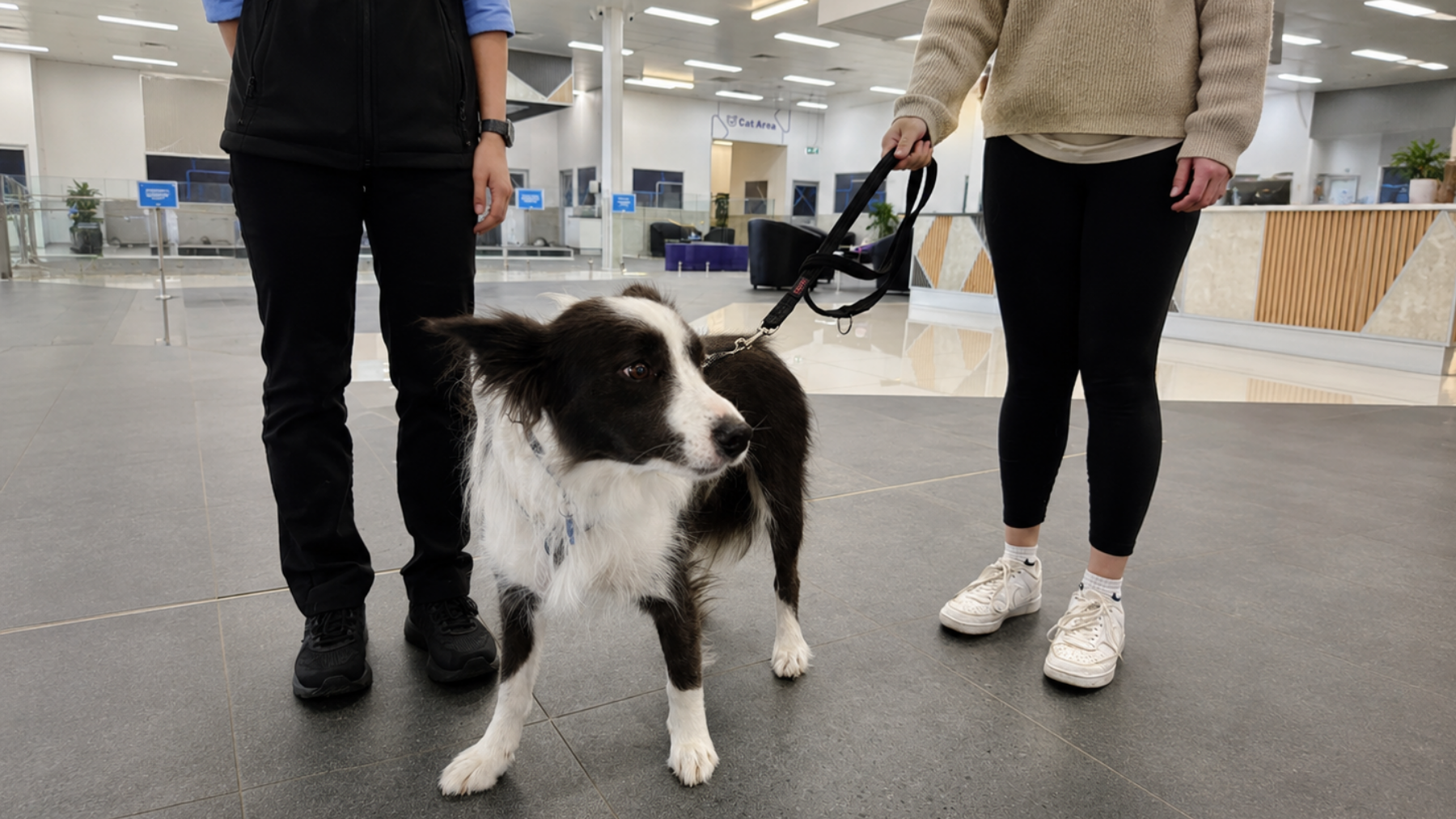 Dog receiving a gentle skin examination for pet skin allergies, highlighting early diagnosis and effective itch relief through veterinary care.