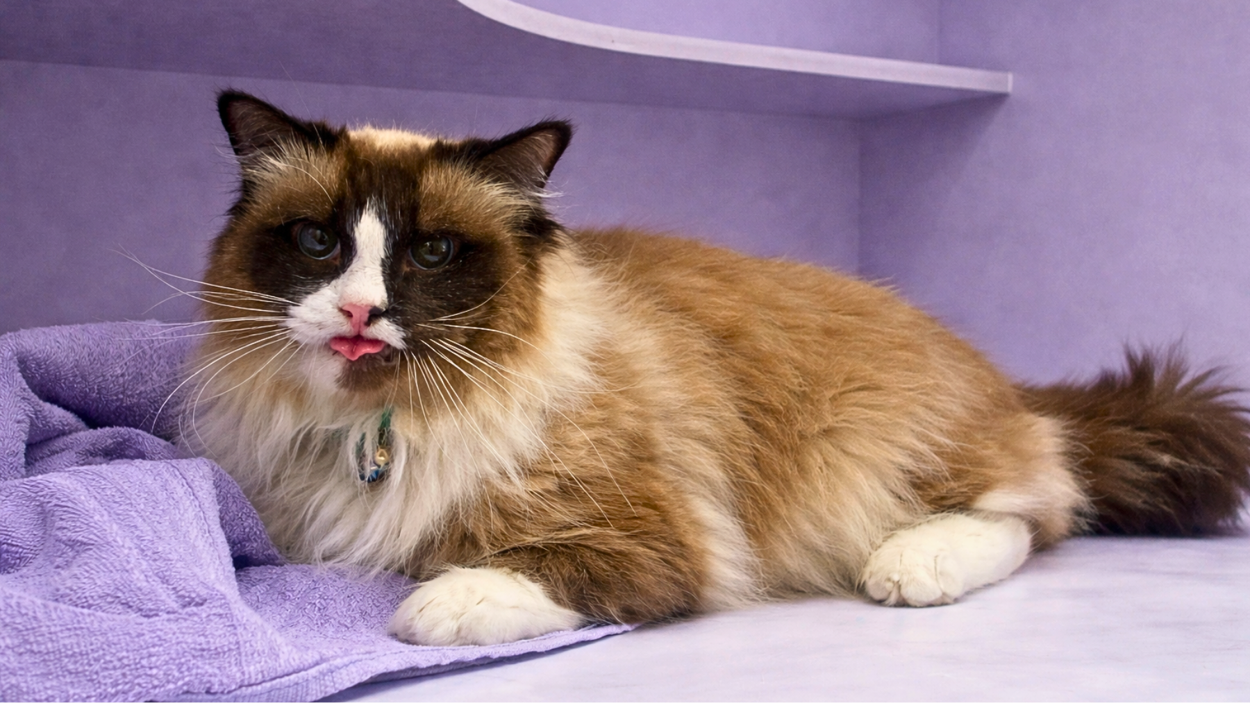Calm cat positioned beside a water fountain as a veterinarian explains hydration strategies for Chronic Disease management and long-term kidney support.