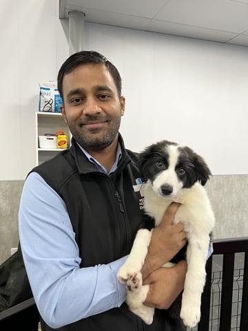 Senior dog resting comfortably at clinic while receiving Chronic Disease support, including joint-friendly flooring, nutritious diet, and regular veterinary monitoring for long-term health.