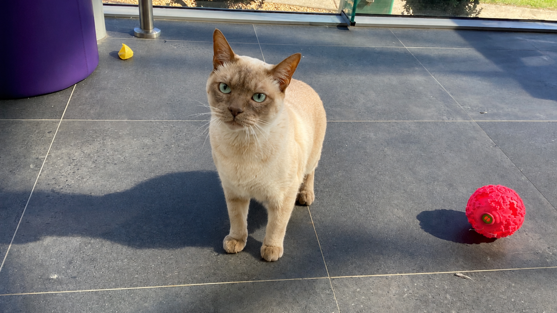 Vet performing a routine health screening on a cat, promoting pet longevity tips including blood testing, preventive care, and breed-specific monitoring.