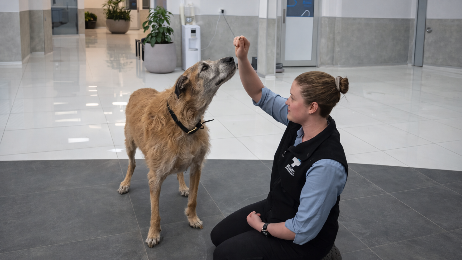 Healthy donor dog at veterinary clinic contributing to microbiota transplant program, supporting gut health restoration in pets with chronic diarrhoea through advanced, science-backed treatment.
