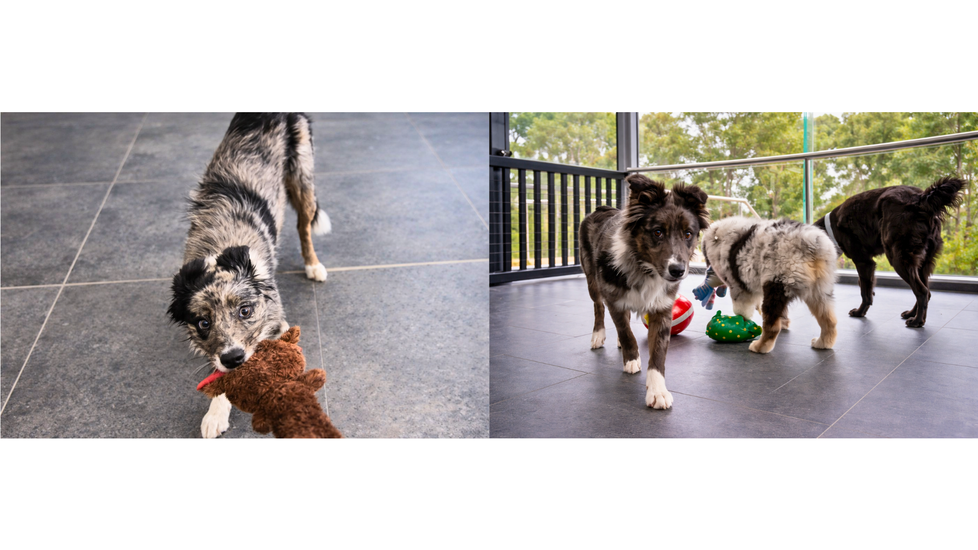 Group of puppies resting during nap time at Vetland Puppy Play School, highlighting structured routines that support healthy growth, mental development, and balanced energy throughout the day.
