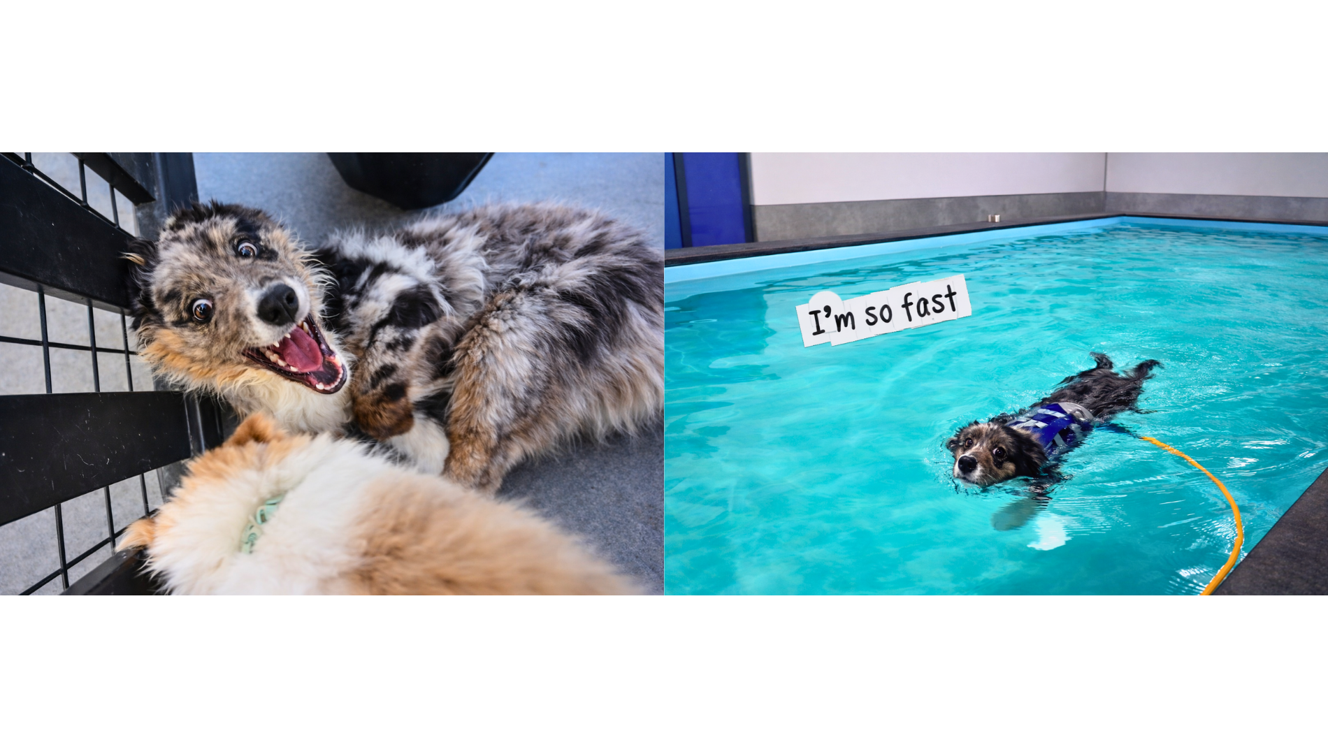 Puppy swimming session at Vetland Puppy Play School, helping young dogs build coordination, confidence, and positive experiences with water in a safe, controlled, and fun environment.