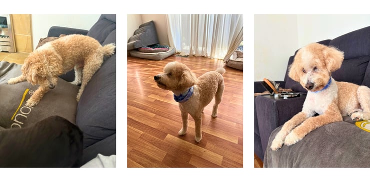 Stimpson, Vetland’s special needs donor dog, helping improve canine gut health through fecal microbiota transplant treatment for chronic digestive disease.