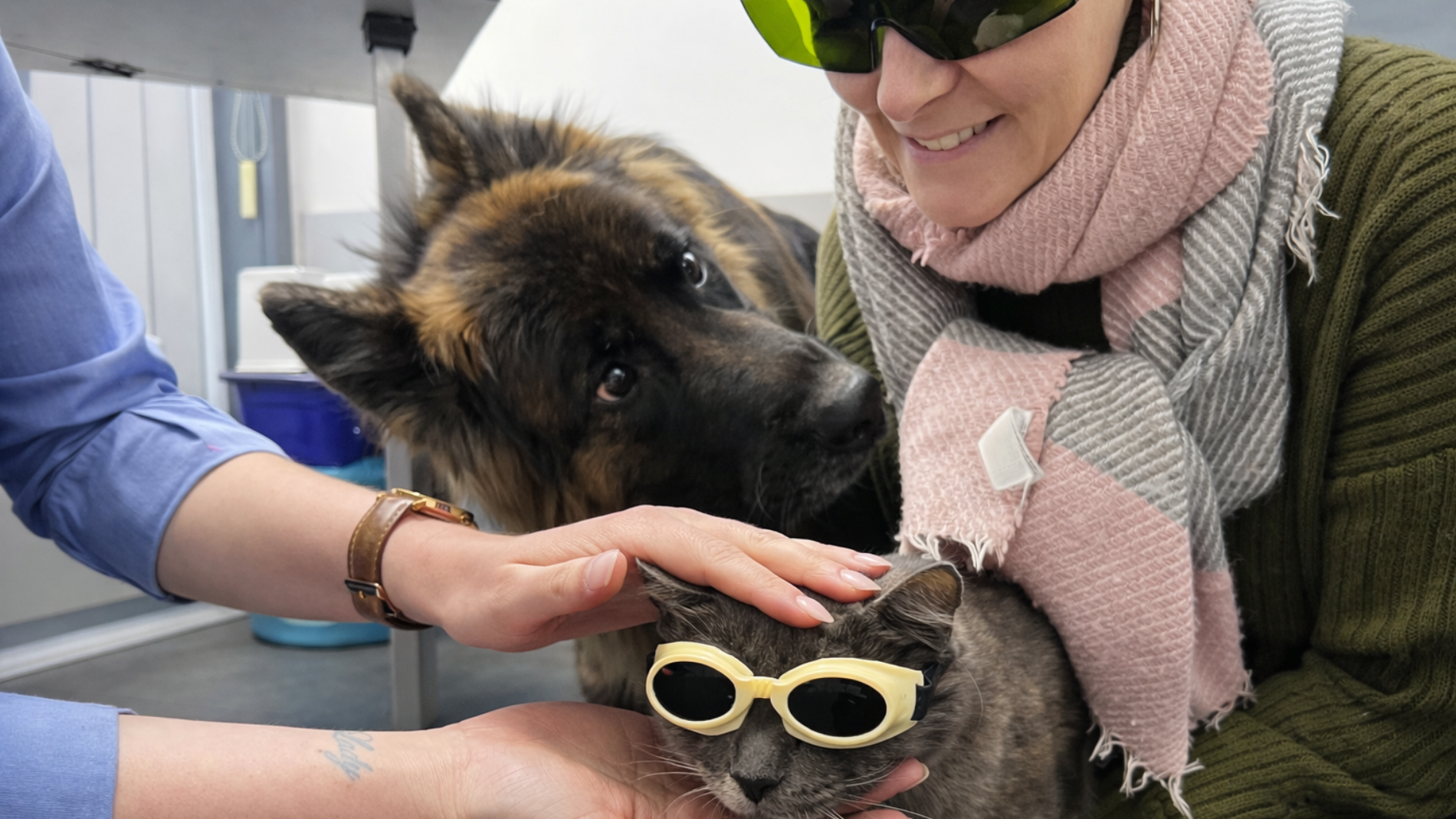 Veterinarian using laser therapy device on a dog’s leg to reduce inflammation and support joint healing, offering a safe, drug-free option for managing arthritis pain.