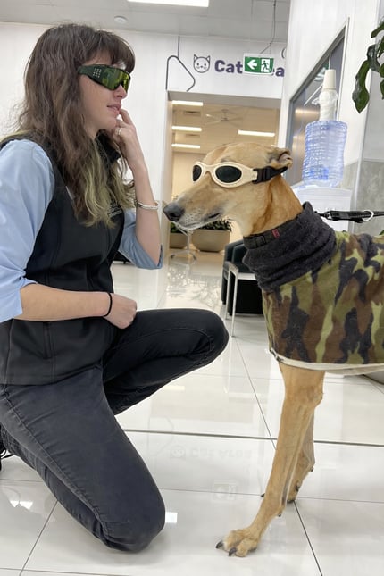 Calm dog lying on a padded mat during laser therapy session, showing a stress-free, non-invasive treatment that helps relieve joint pain and improve movement.