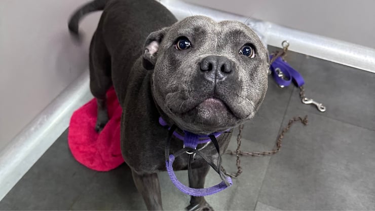 Pet parent gently feeling an overweight dog’s ribs at home using a simple hands-on body condition check to spot excess weight and fat coverage.