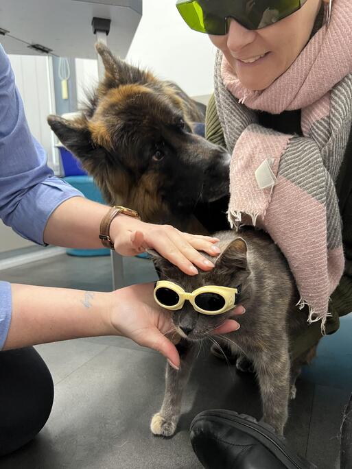 A calm cat rests on a soft mat as a vet gives gentle laser therapy to help with joint pain and support a more comfortable day.