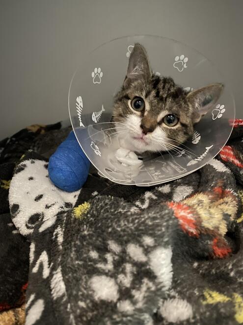 An older cat recovering after surgery with laser therapy for cats, supporting pain relief, reduced inflammation, and a more comfortable healing process.
