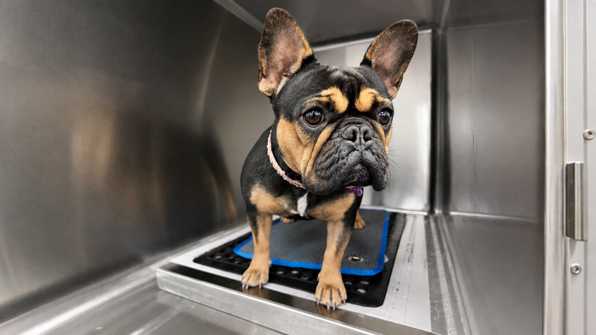 Vet examining a French Bulldog for airway and breathing problems, supporting early BOAS detection and better long-term French Bulldog health and wellbeing.