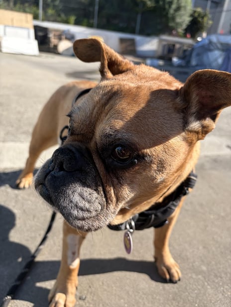 Happy French Bulldog during a veterinary check-up focused on French Bulldog health, including breathing, airway, eye, skin, spine and reflux concerns.