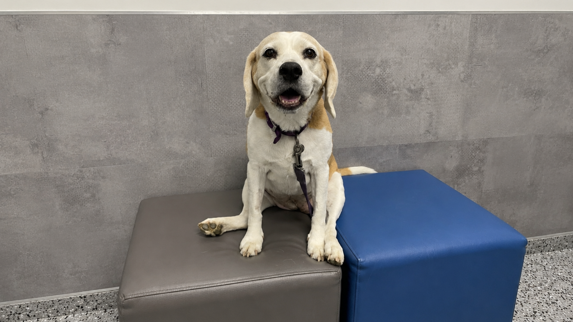 Overweight dog viewed from above to check waist shape and body condition, helping pet parents recognise extra weight and support better long-term health.