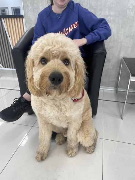 Pet carer cleans Oodle teeth as dog sits still to help stop sore gums, bad breath, pain and disease from a young age at home.