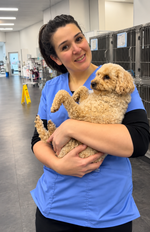 Vet checks an Oodle pup as a pet parent learns how to spot skin itch, sore legs, bad teeth, fear, and other key health risks.