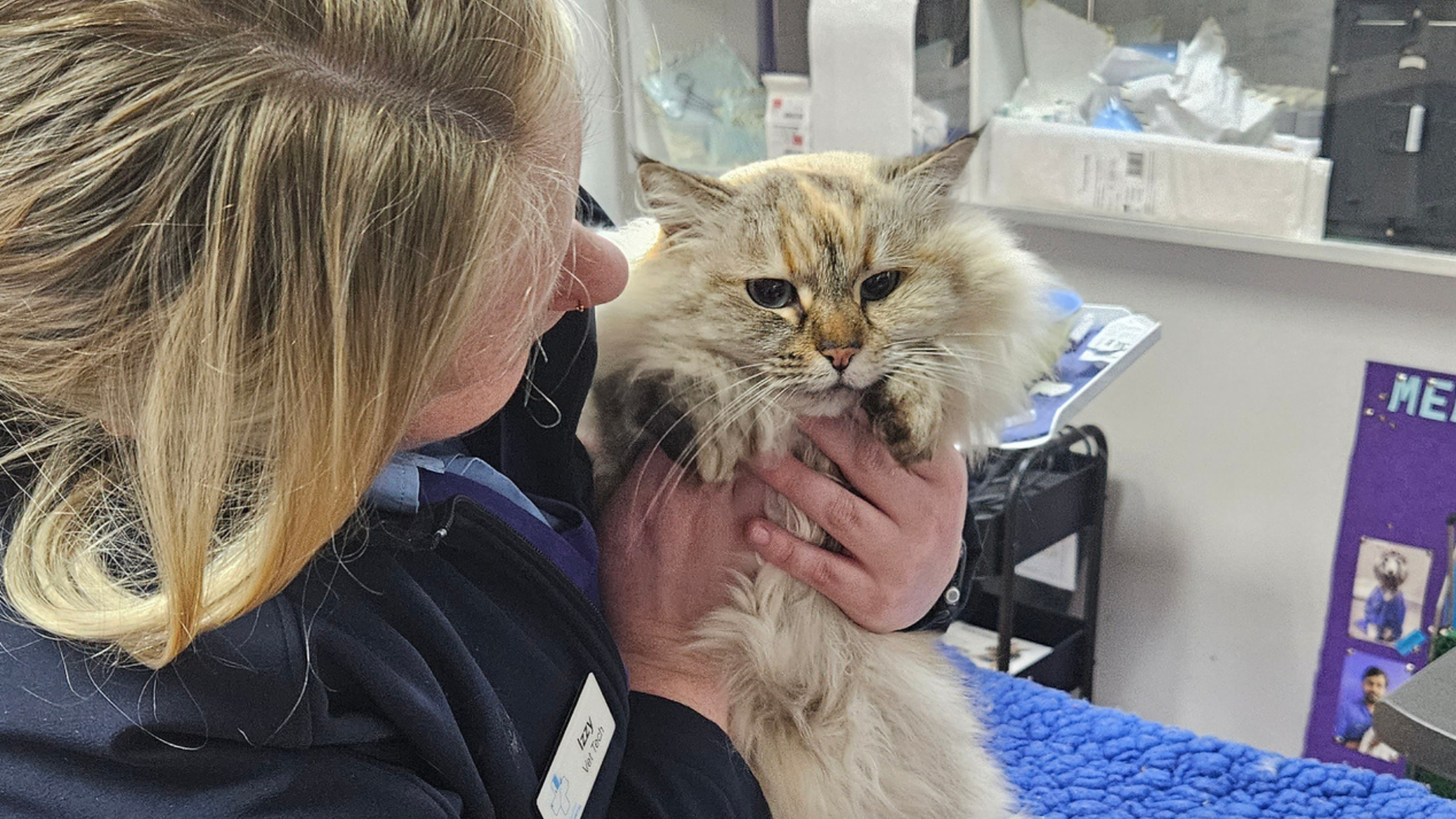 Relaxed cat having a cat blood pressure check during a veterinary visit, supporting early detection of feline hypertension and healthier, happier golden years.