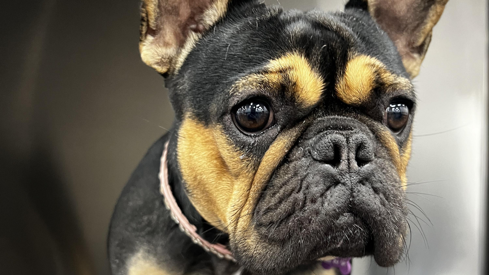 A bulldog resting in shaded spot wearing a cooling vest, demonstrating summer safety for flat-faced breeds and helping prevent heatstroke and breathing trouble.