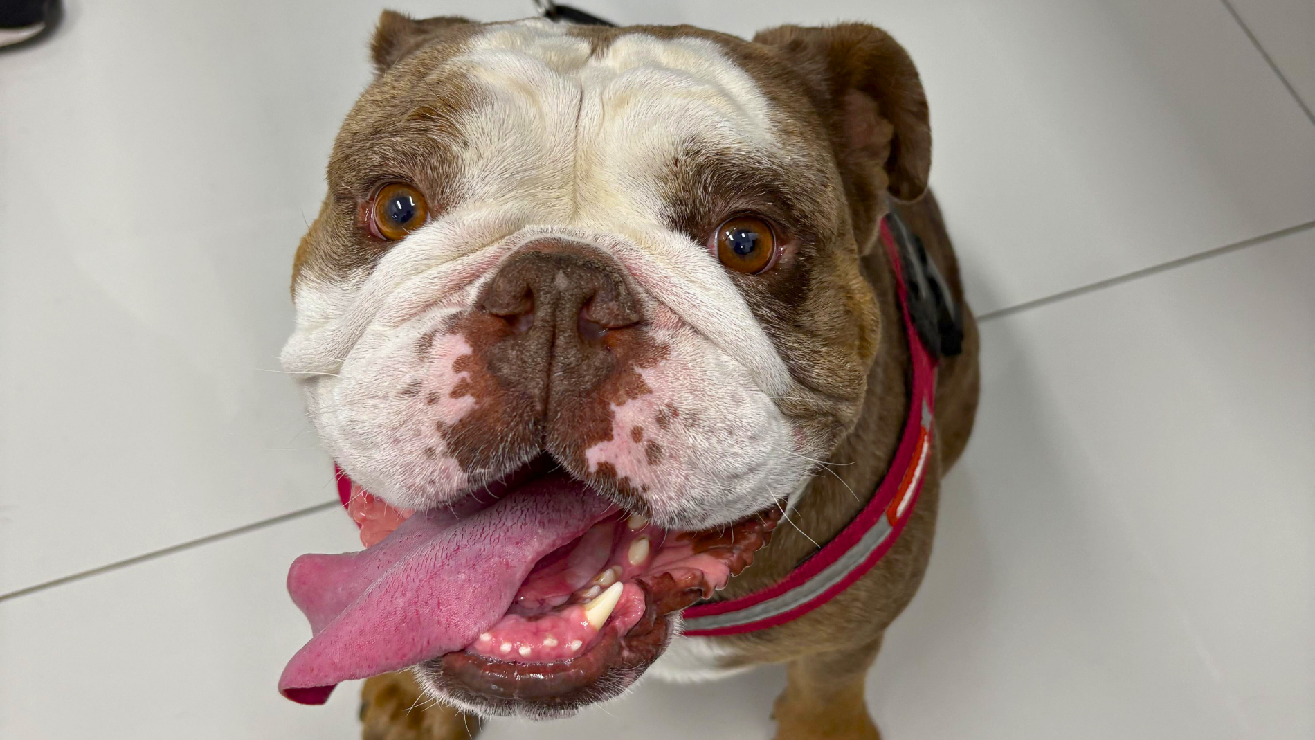 Bulldog walking early morning on cool grass with owner, reflecting summer pet care for short-nosed breeds, avoiding hot pavement, supporting safe hydration and comfort.