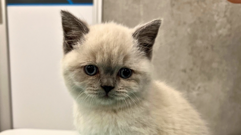 VL - Blog - Keep Out of The Emergency Hospital This Summer - image 1 