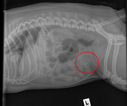 UTIs Kept Coming Back... Until Bonnie’s Plastic Surgery