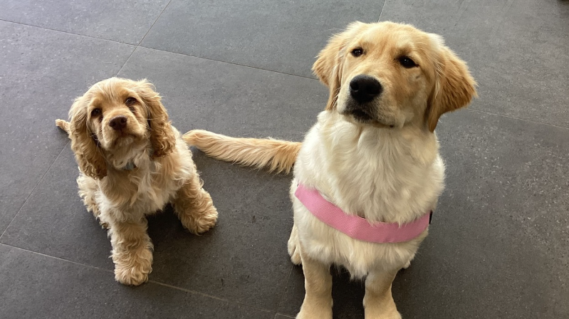 Healthy puppies during a Vetland Hospital & Emergency heart check-up in Melbourne, promoting early detection and heart murmur awareness in young dogs.