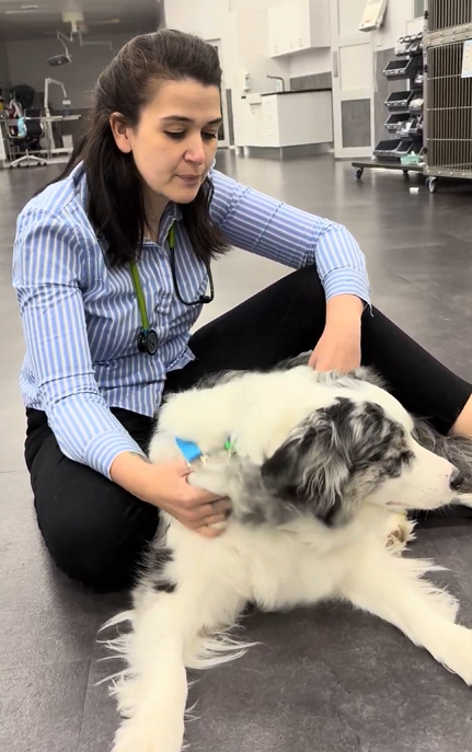 Dr. Vicky from Vetland Hospital & Emergency in Melbourne providing expert veterinary care and heart health checks for dogs and cats with heart murmurs.
